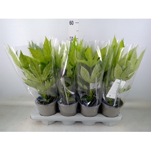 Fatsia japonica 'Variegata'