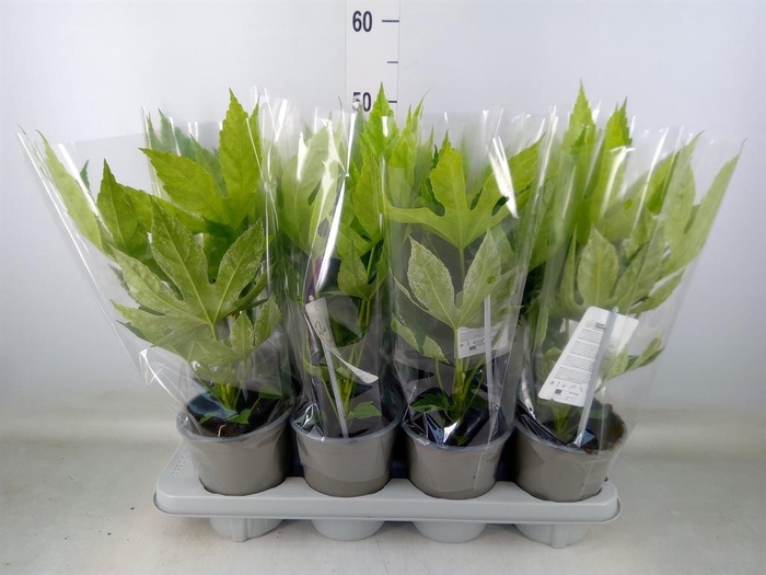 <h4>Fatsia japonica 'Variegata'</h4>