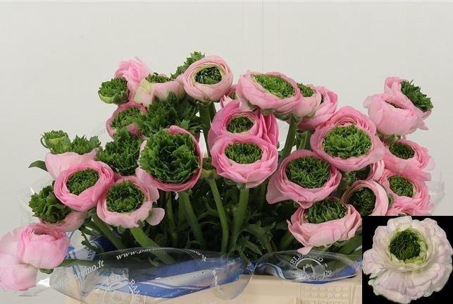 <h4>RAN FEST DARK PINK</h4>