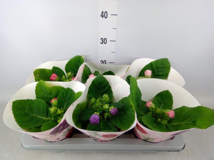 <h4>Sinningia   ...mix</h4>