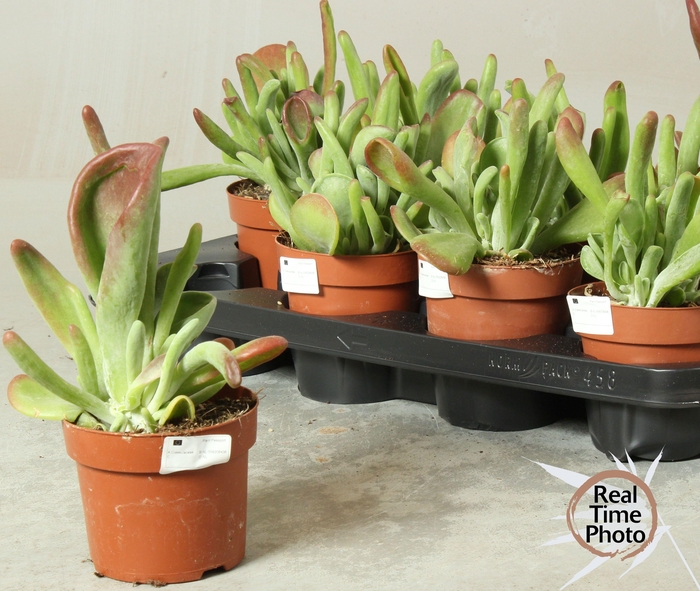 <h4>KALANCHOE OV</h4>