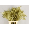 Df Ruscus 70cm Bs Gold