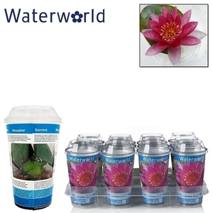 Nymphaea beker perry baby red rood
