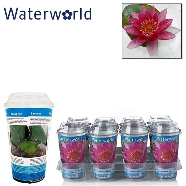 <h4>Nymphaea beker perry baby red rood</h4>