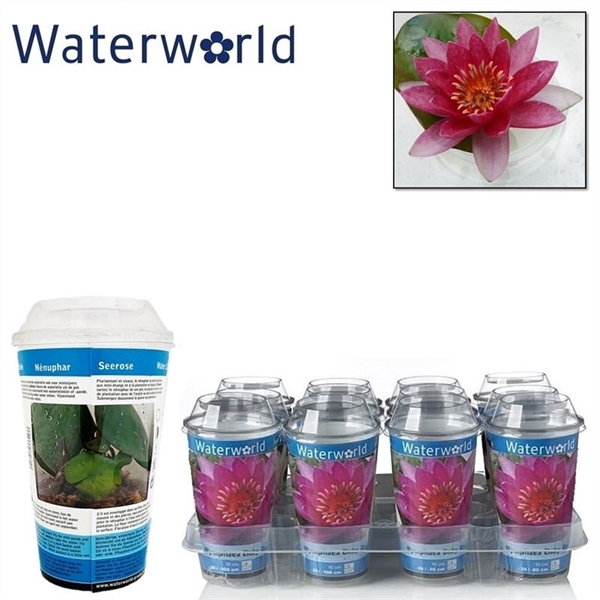 Nymphaea beker perry baby red rood