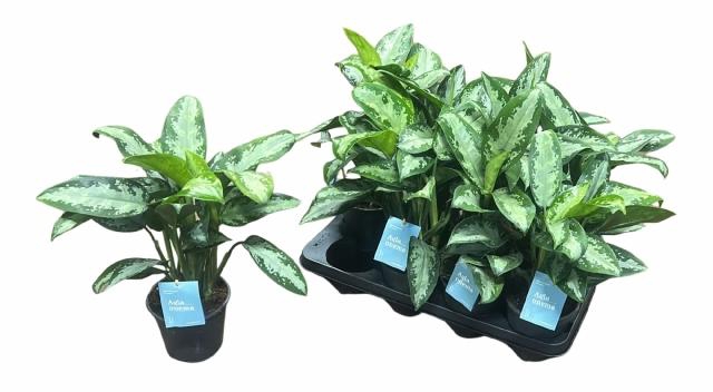 <h4>AGLAO JUBILEE</h4>