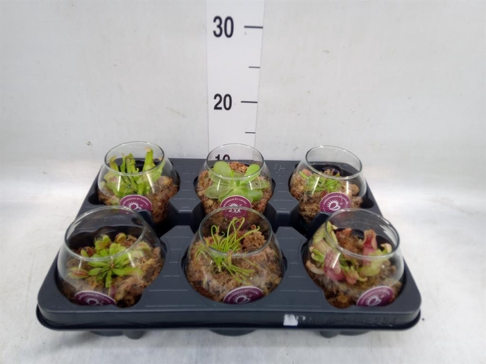 <h4>Vleesetende planten</h4>