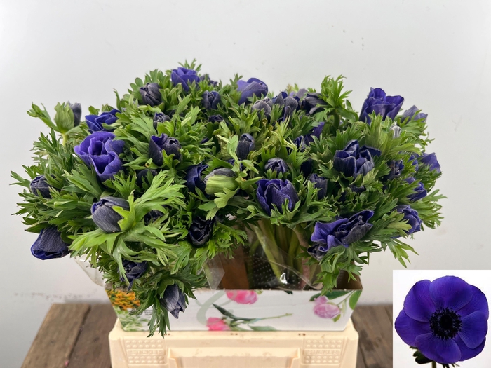 <h4>ANEM CO MAR BLUE</h4>