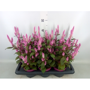 Celosia spic. 'Wild Pink'