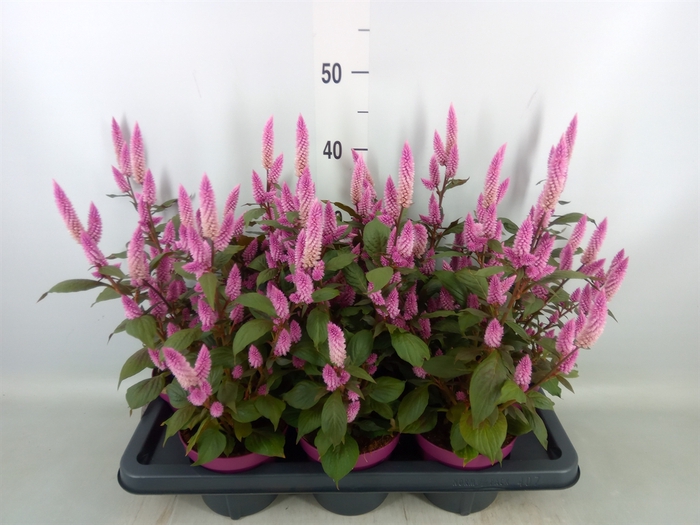 <h4>Celosia spic. 'Wild Pink'</h4>