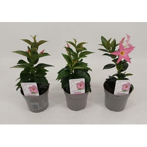 Dipladenia 'Rio' Pink