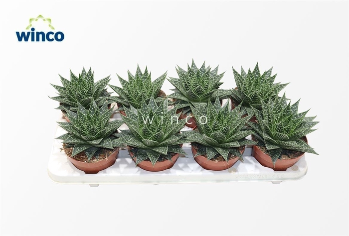 Aloe Ov