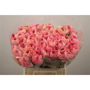 Ran Su Grand Pastel Extra