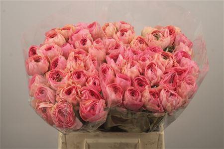 <h4>Ran Su Grand Pastel Extra</h4>