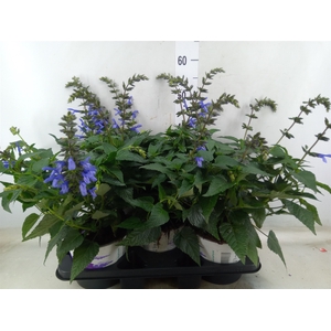 Salvia  'Salgoon Lake Flamingo'