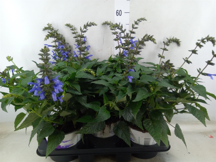 <h4>Salvia  'Salgoon Lake Flamingo'</h4>