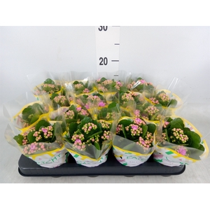 Kalanchoe blos. 'Calandiva Zeta'