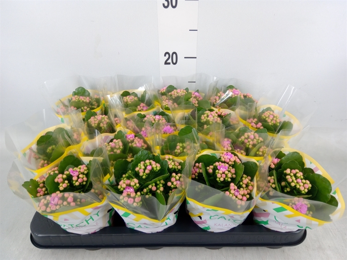 <h4>Kalanchoe blos. 'Calandiva Zeta'</h4>