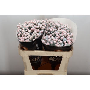 Hypericum Wx Wit
