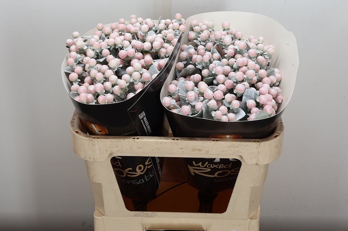 <h4>Hyp Ov Klb H</h4>