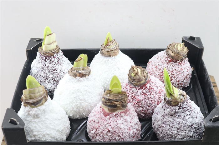 <h4>Wax Hipp Snow Mix</h4>