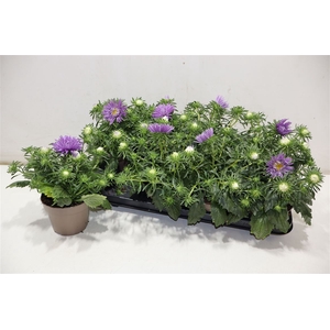 Callis Star Purple