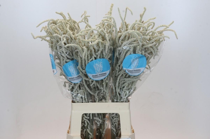 <h4>Amaranthus Yearming Desert</h4>