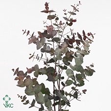 EUC CIN RED UNITE BS