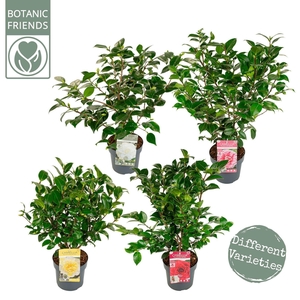 Camellia japonica