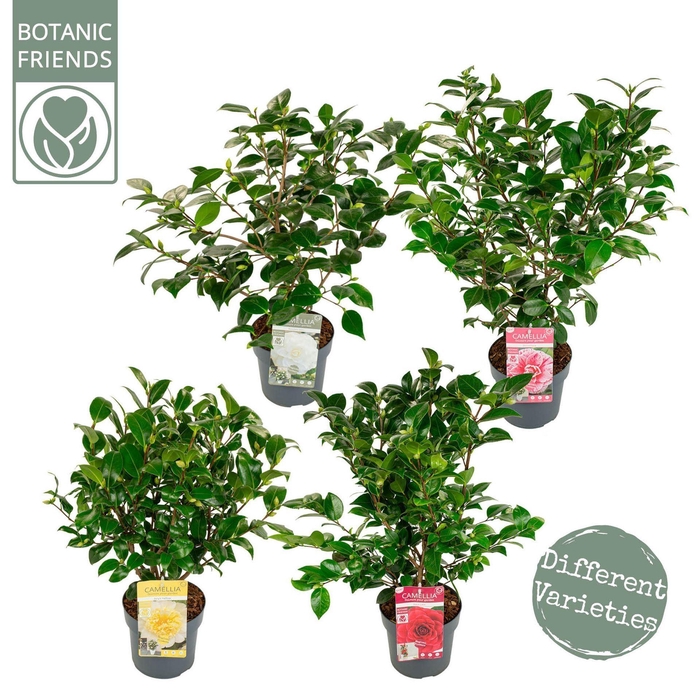 <h4>Camellia japonica</h4>