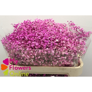 Gyps Pa Tinted Excellence Hot Pink 750Gr EC