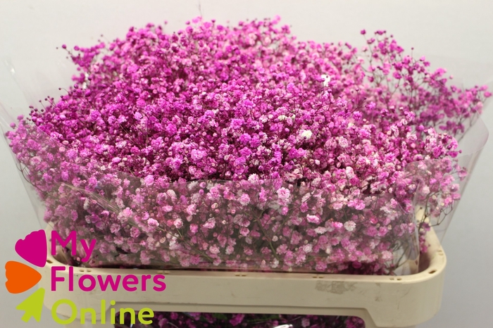 Gyps Pa Tinted Excellence Hot Pink 750Gr EC