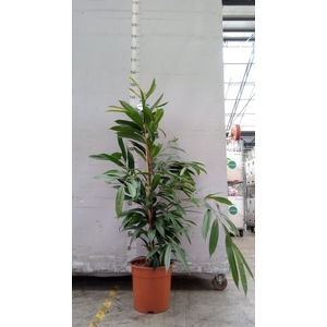 Ficus binn. 'Amstel King'