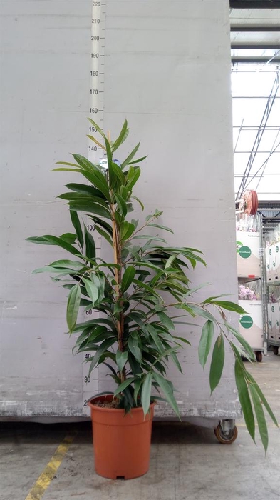 <h4>Ficus binn. 'Amstel King'</h4>