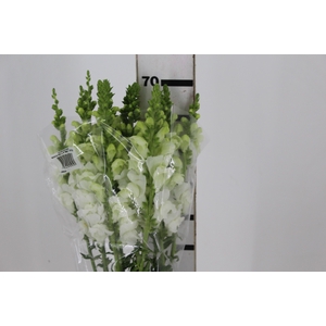 BOCA DE LEAO POTOMAC WHITE 070 CM