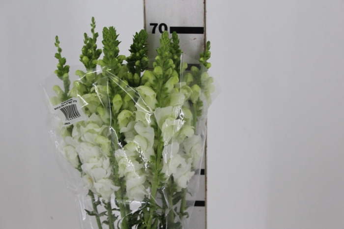 <h4>BOCA DE LEAO POTOMAC WHITE 070 CM</h4>