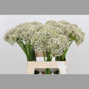 Allium Nigrum