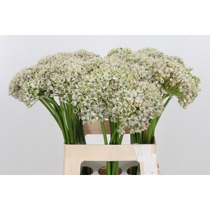 Allium Nigrum
