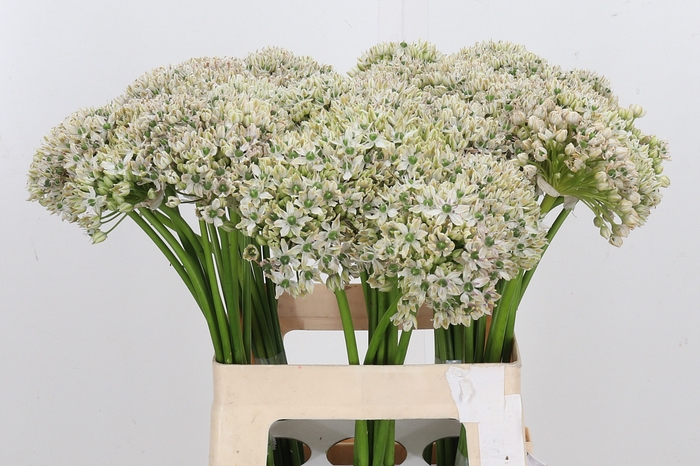 <h4>Allium Nigrum</h4>