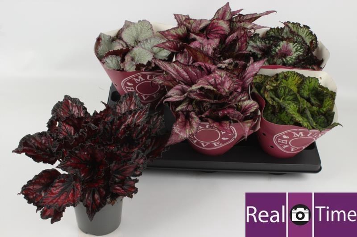 <h4>BEG BEL GEM</h4>