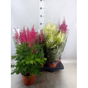 Astilbe   ...mix