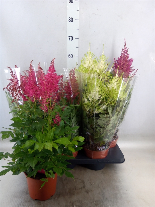 <h4>Astilbe   ...mix</h4>