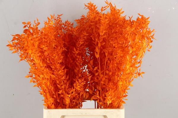 <h4>Pf Ruscus 70cm Bs Orange</h4>