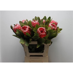 Protea Candida
