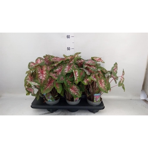 Caladium  'Carolyn Whorton'