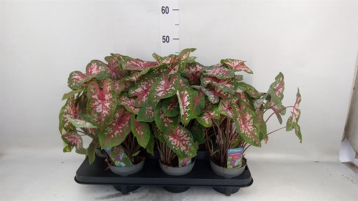 <h4>Caladium 'Carolyn Whorton'</h4>