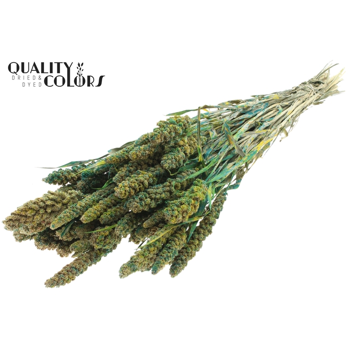 <h4>Gierst per bunch Multicolour Green</h4>