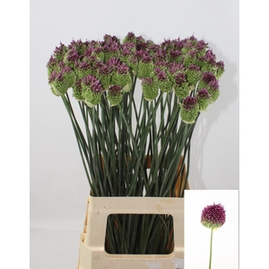 Allium Sphaerocephal