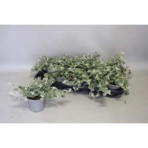 Helichrysum grof