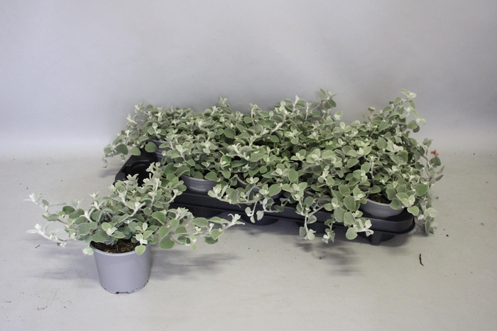 <h4>Helichrysum grof</h4>